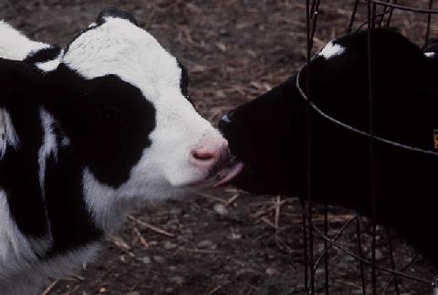 Calves.JPG (21358 bytes)