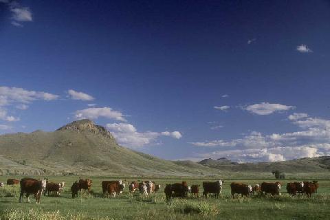 CattleHerd.JPG (19250 bytes)