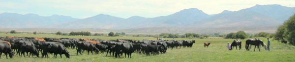 Nevada cattle and horses.